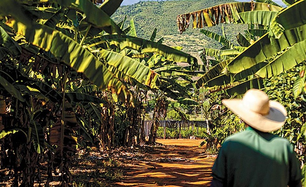 Plantação combina cacau, bananeira e espécies nativas — Foto: Márcia Foletto