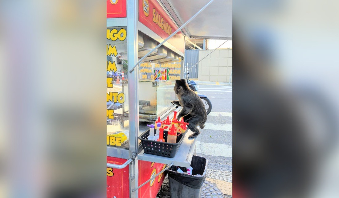Macaco-prego pula grade do Jardim Botânico, atravessa rua e tenta ‘roubar’ cachorro-quente no Rio - QTU Questões do Universo