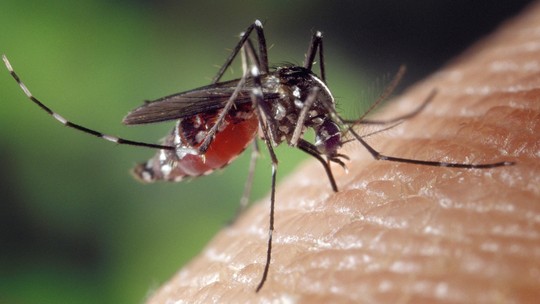 Infecções por zika ou dengue tornam a pessoa mais atraente para os mosquitos; entenda