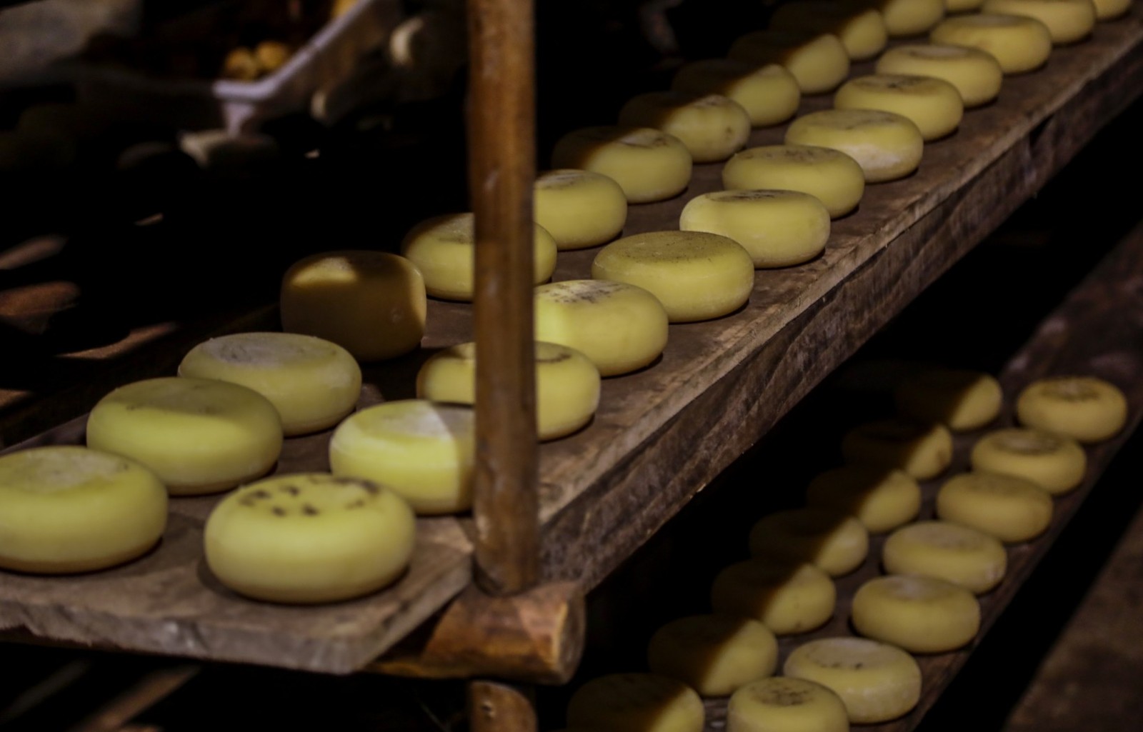 Homem morre após comer queijo no Reino Unido e contrair infecção por  listeria; viúva processa fabricante em R$ 1,4 milhão