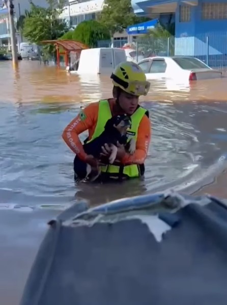 Organizações de proteção animal estão trabalhando para resgatar os animais afetados pelas chuvas. — Foto: Reprodução/Instagram/GRAD Brasil