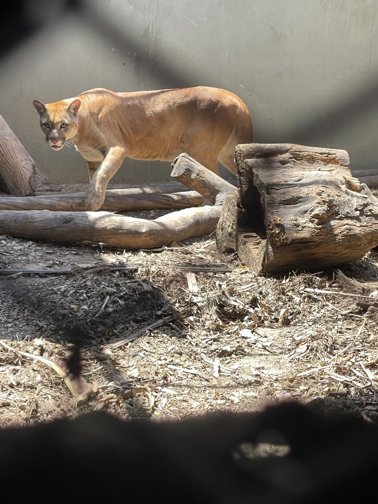 Único centro de triagem de animais silvestres no Rio, em Seropédica, está fechado após surto de tuberculose em macacos. O lugar já não recebia animais do estado do Rio devido a problemas judiciais com o Inea. Agora, a situação se agrav — Foto: Pedro Henrique Antunes / Ibama-RJ