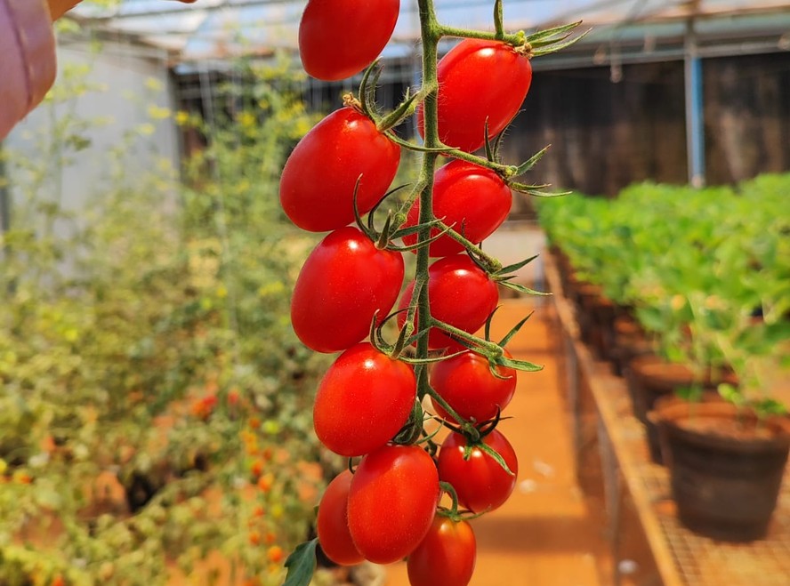 Tomate funciona como o 'rato de laboratório' da agricultura