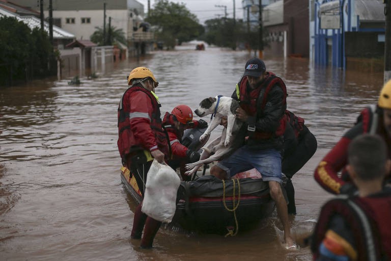 ONG's e grupos voluntários vem se somando no resgate de animais domésticos abandonados durante as enchentes no Rio Grande do Sul — Foto: Anselmo Cunha/AFP