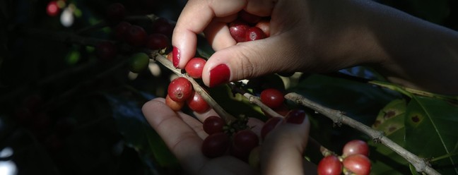 O café do Vale do Paraíba passa por estudo da Embrapa para receber Indicação Geográfica por Denominação de Origem (IG-DO). Na Fazenda Alliança, em Barra do Piraí, a colheita do café é manual — Foto: Custodio Coimbra/Agência O Globo