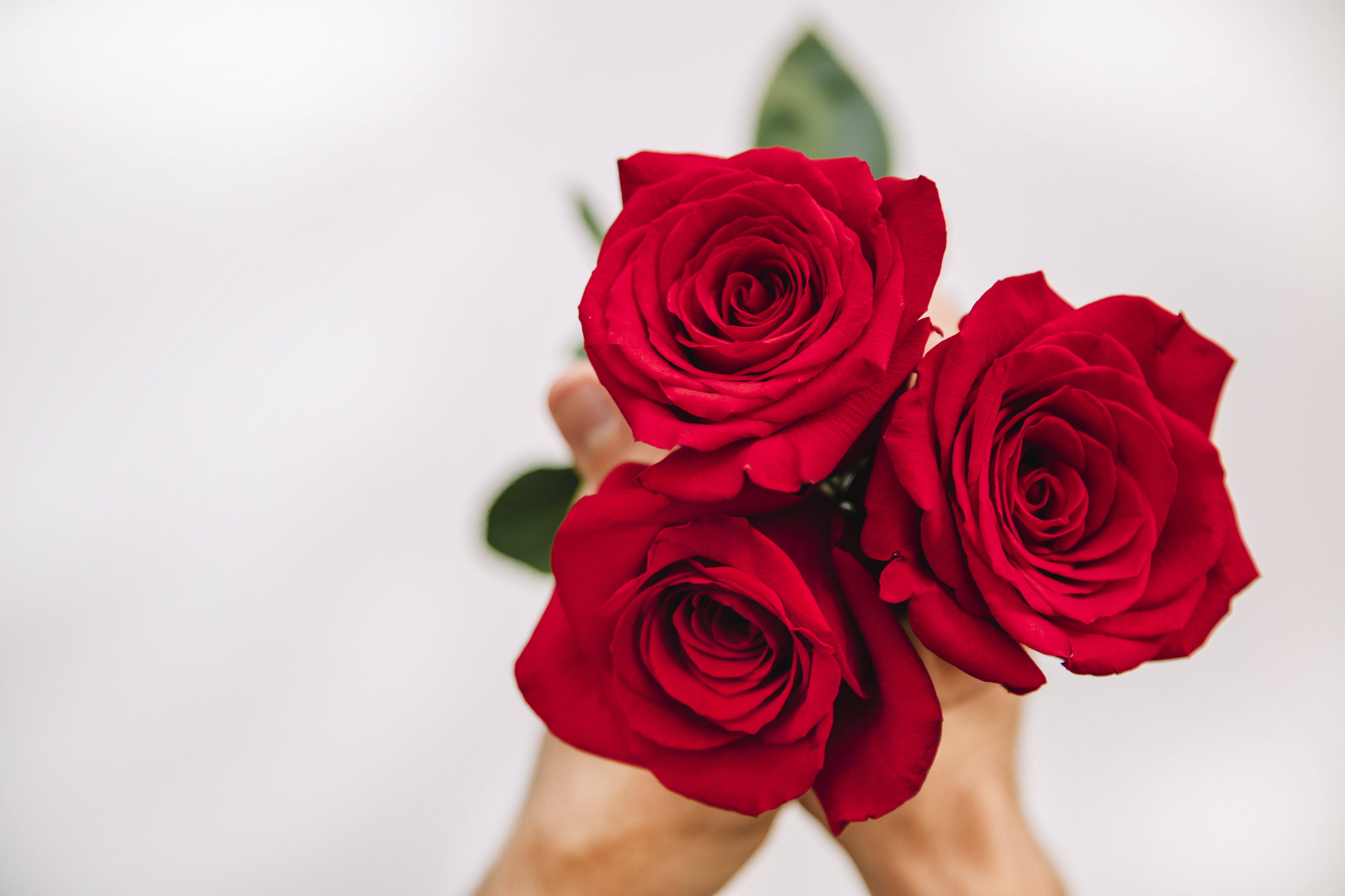 Como fazer as rosas durarem mais de uma semana em casa? Dicas para ...