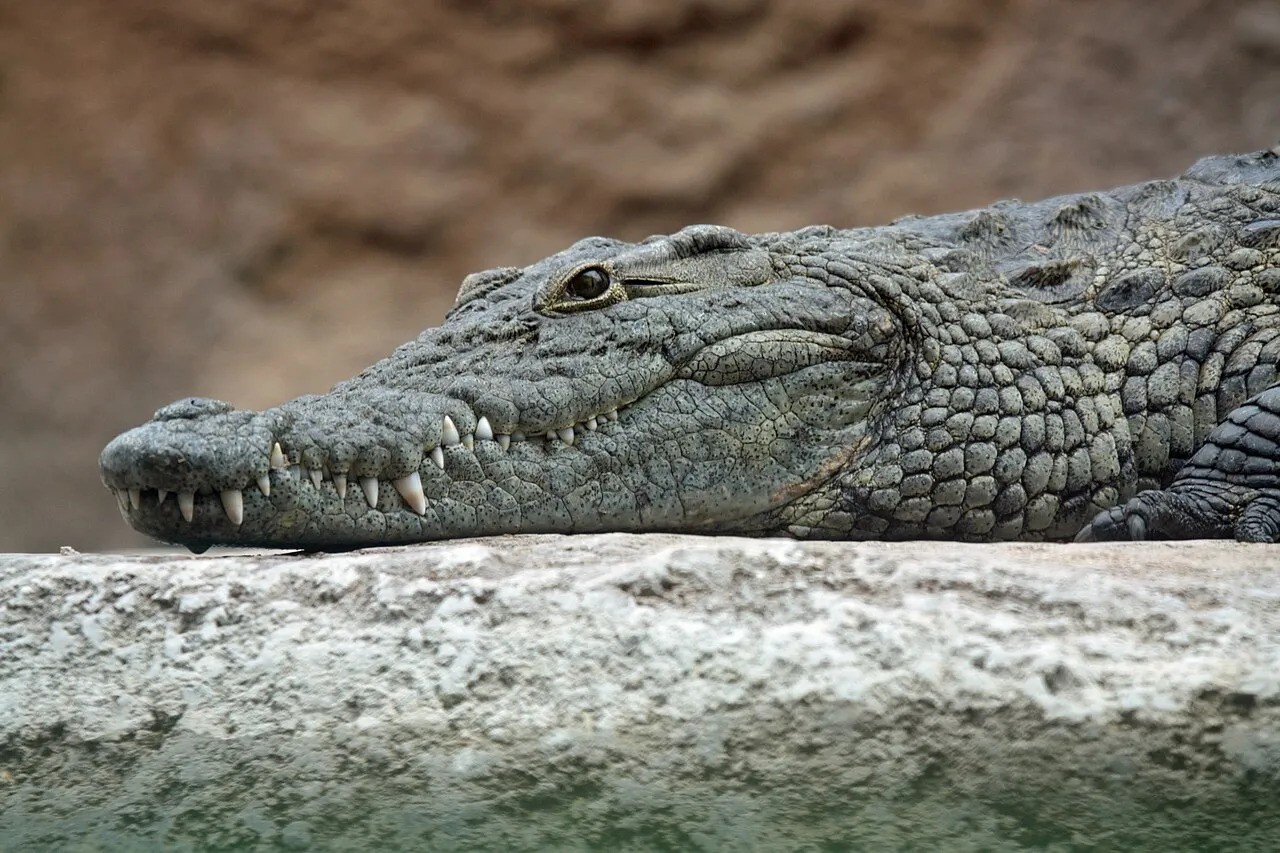 Israel inicia construção de fosso para crocodilos ao redor de ala da prisão onde estão detidos membros do Hamas
