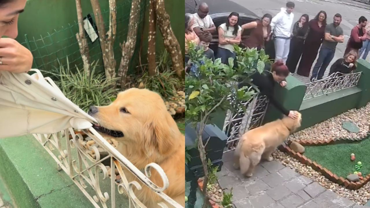 Golden que ficou famoso por 'pegar' casacos recebe mais de 200 visitantes e vira atração em Santa Catarina
