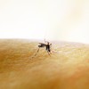 Mosquito Aedes aegypti, transmissor de dengue, zika e chikungunya. - NIAID