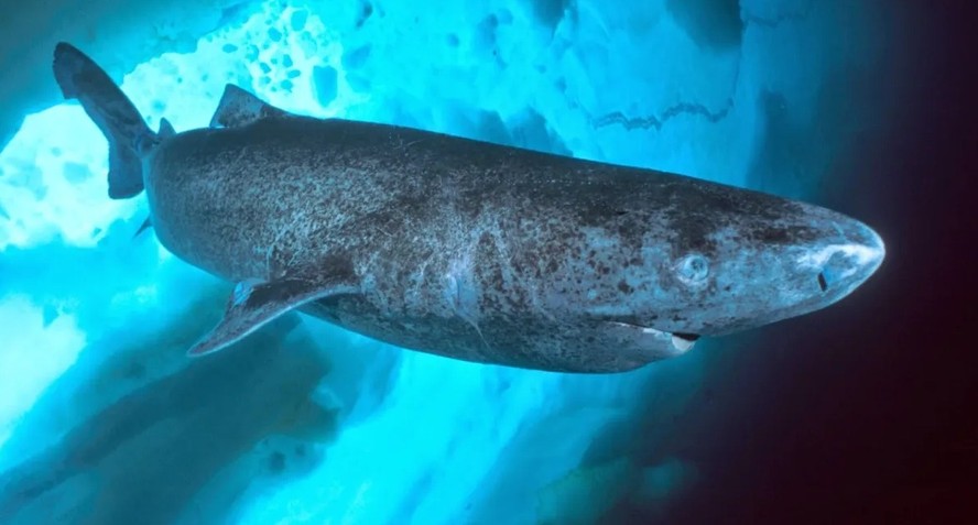Tubarão de 400 anos é descoberto na Groenlândia; espécie tem a maior ...