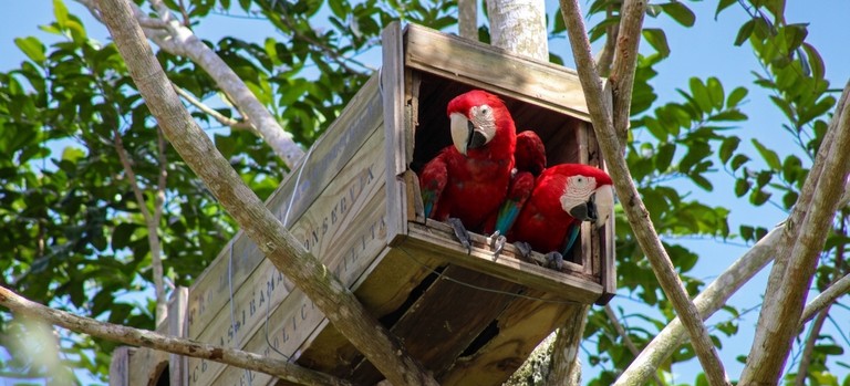 Após 200 anos de extinção na Mata Atlântica, Arara-vermelha-grande volta a se reproduzir no bioma