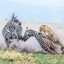 'Esses segundos' registra o momento em que uma mãe zebra tenta salvar o seu filhote do ataque de um felino — Foto: Alex Brackx / World Photography Awards
