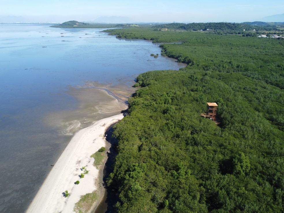 Reflorestamento na Baía de Guanabara. Parque Natural Municipal Barão de Mauá foi recuperado depois de 25 anos do derramamento de óleo vindo dos dutos da Petrobrás em janeiro de 2000. — Foto: Custódio Coimbra/ Agência O GLOBO