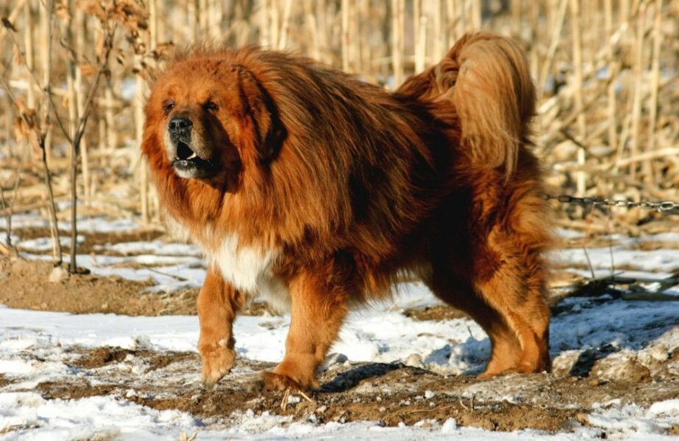 Qual É A Raça De Cachorro Mais Cara Do Mundo