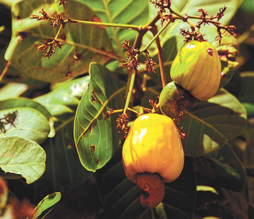 Caju tem potencial para ser plantado em uma escala maior e enfrentar efeitos do desmatamento
