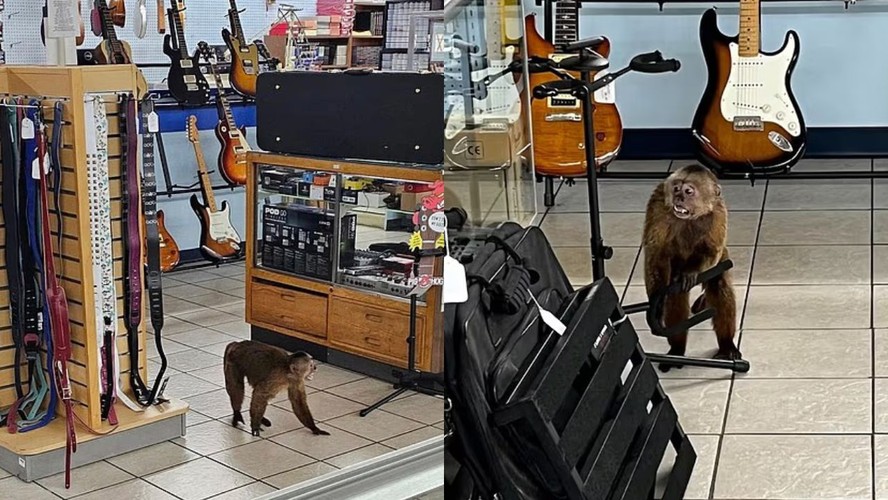 Macaco solto invade loja de música nos EUA, destrói instrumentos e é ...