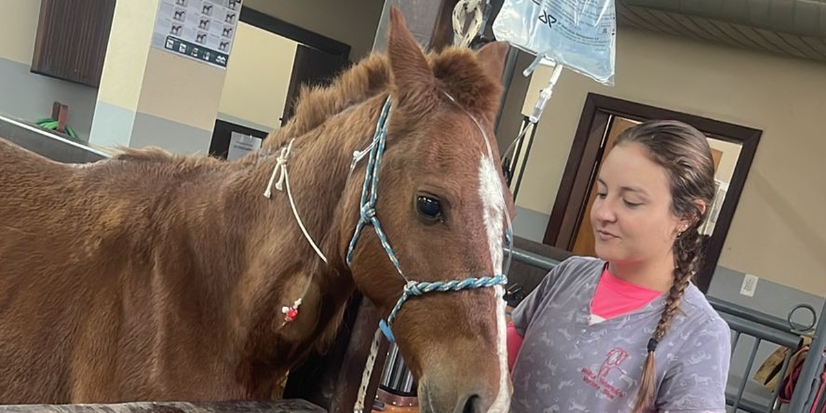 Cavalo Caramelo tem quadro de recuperação estável e recebe tratamento de fluidoterapia