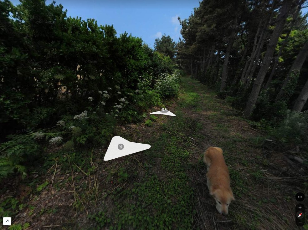 A simpática Maru, da raça golden retriever, seguis fotógrafo na ilha de Jukdo, na Coreia do Sul, e apareceu em centenas de fotos — Foto: Kakao Map / Reprodução