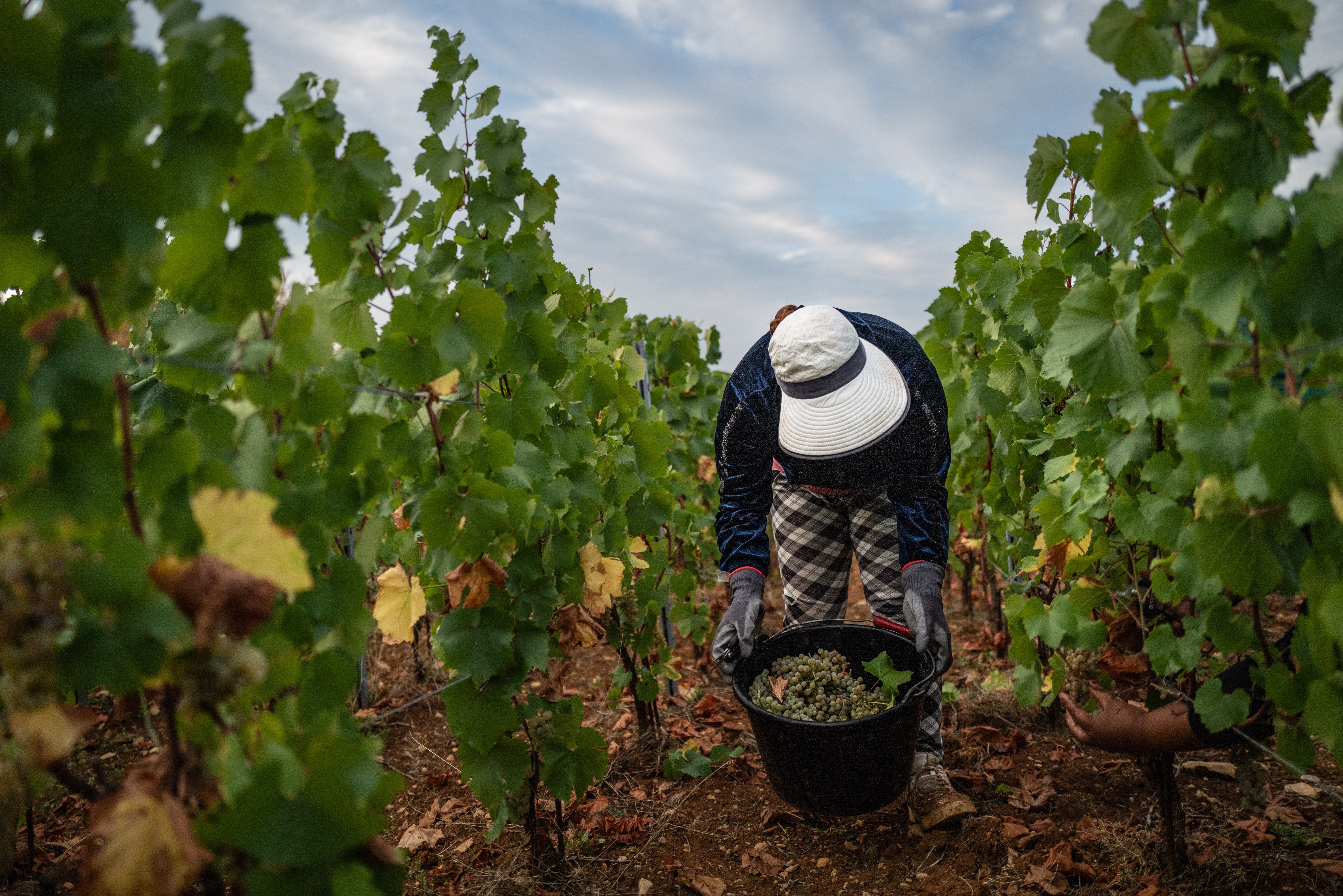 França registra menor produção de vinho desde 1957 por seca e ondas de calor