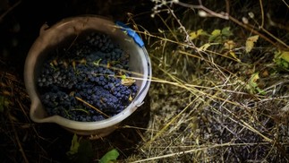 Um balde cheio de uvas recém-colhidas é visto durante a colheita noturna de uvas da vinícola Herdade das Servas em Estremoz — Foto: Patricia de Melo Moreira/AFP