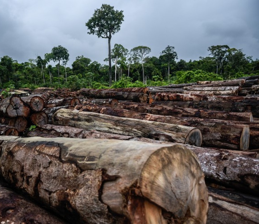 Mais de uma dúzia de parlamentares pressionaram o Departamento de Comércio a implementar tarifas de pelo menos 60% sobre produtos de madeira importados — Foto: Felipe Werneck