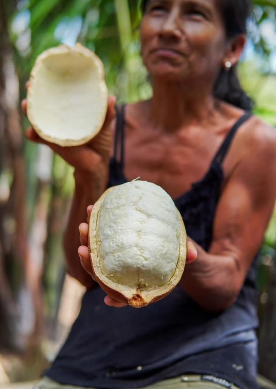 ‘Cupulate’. Cupuaçu vira ou não vira chocolate?