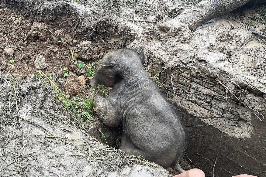 Filhote de elefante foi resgatado de buraco de esgoto na Tailândia — Foto: AFP