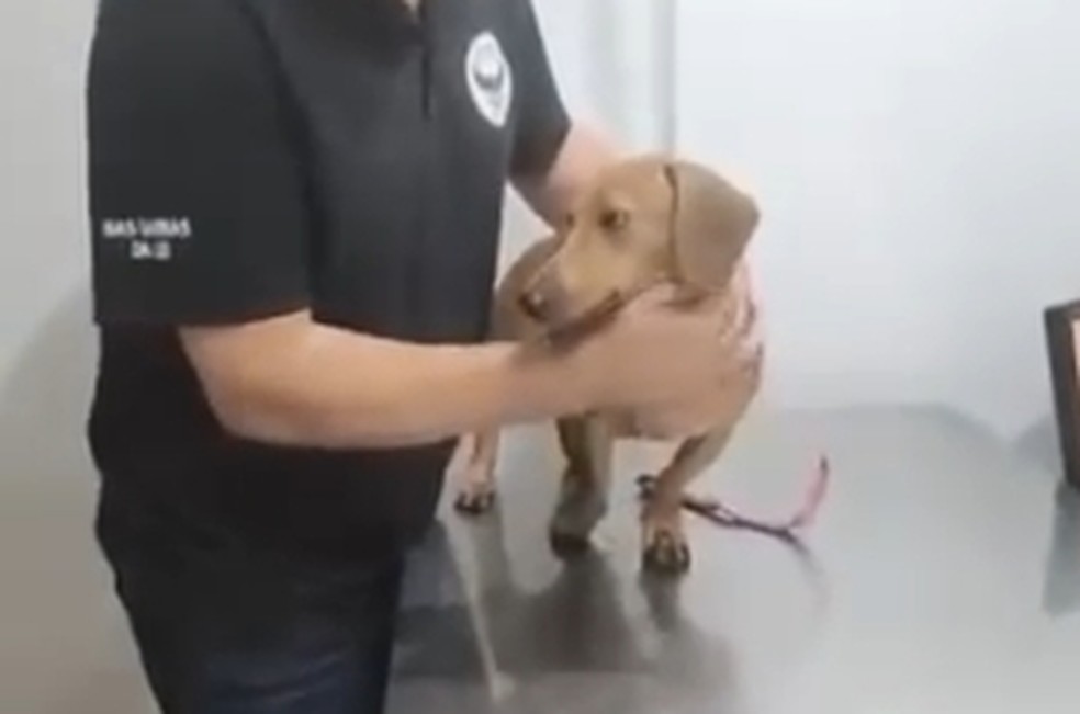 Belinha foi acolhida pela ONG Indefesos, que procura um lar temporário para o animal — Foto: Reprodução/ Instagram