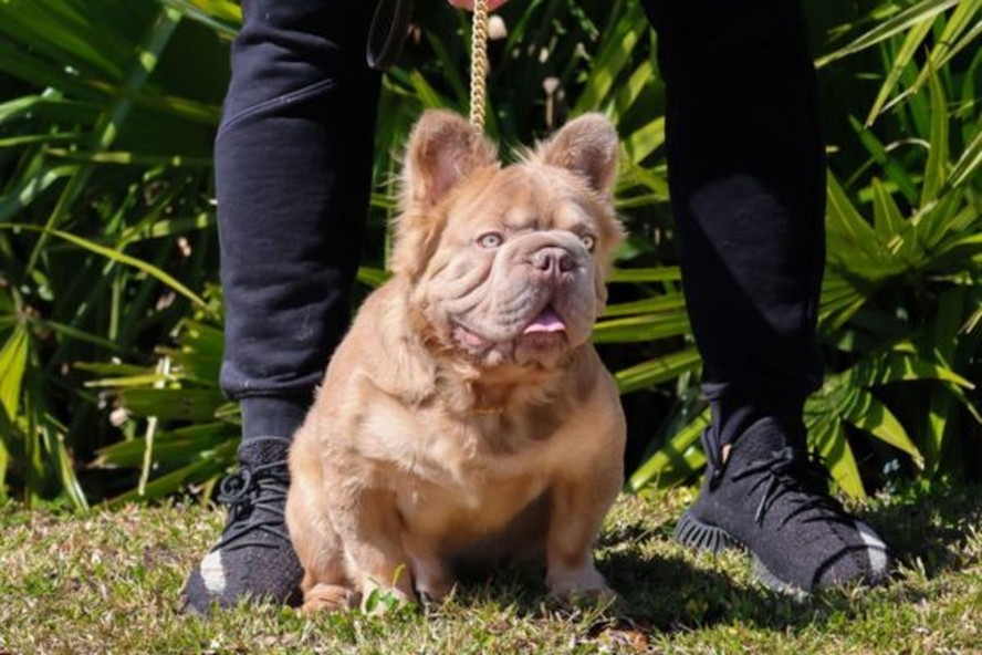 Cachorro 'mais valioso do mundo' custa R$ 600 mil; veja vídeo