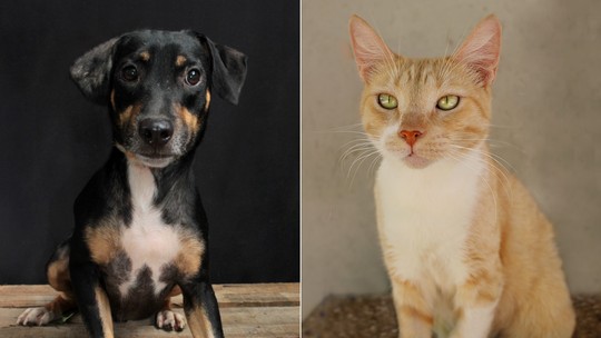 Campanha de adoção de cães e gatos acontece neste domingo, em Copacabana