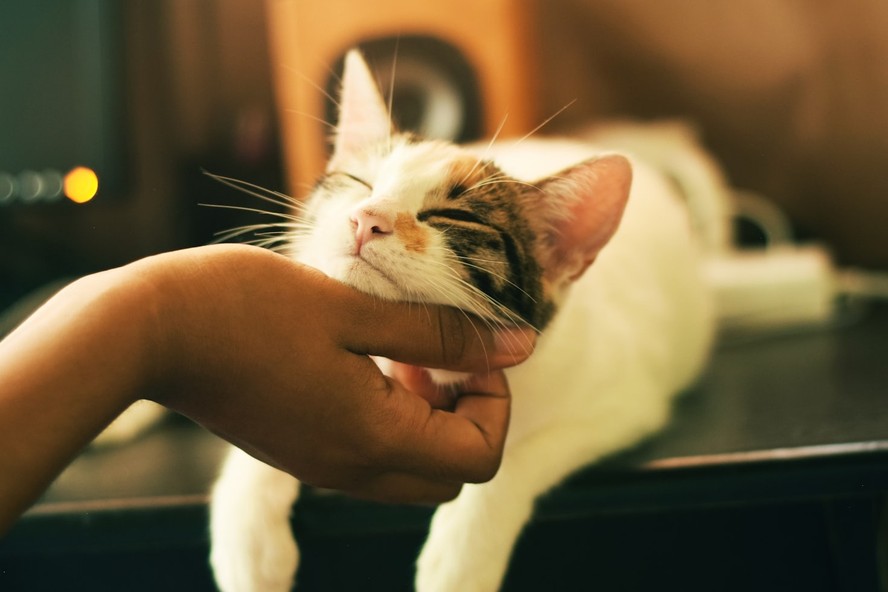 Gatos ajudam pessoas muito emotivas