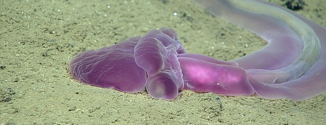 Verme rosa — Foto: Imagem cortesia do Escritório de Exploração e Pesquisa Oceânica da NOAA, Hohonu Moana 2016