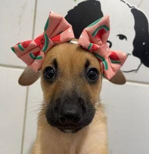 Feira de adoção de cães celebra o Dia Mundial dos Animais em Botafogo