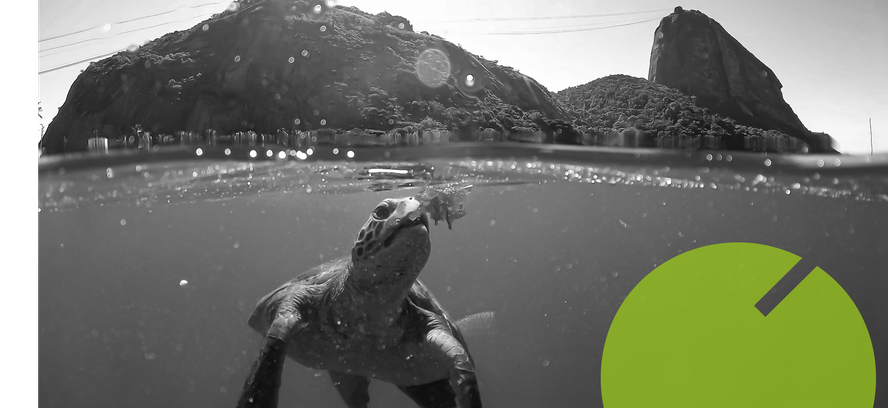 Parceria entre os projetos Aruanã e Verde Mar quer fazer mapeamento de tartarugas-verdes na Praia Vermelha, na Zona Sul do Rio
