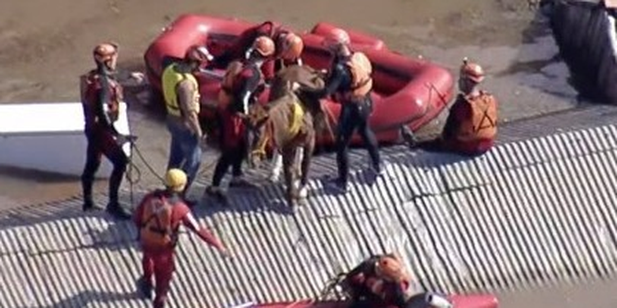 
Bombeiros resgatam cavalo 'Caramelo', que estava ilhado em telhado 