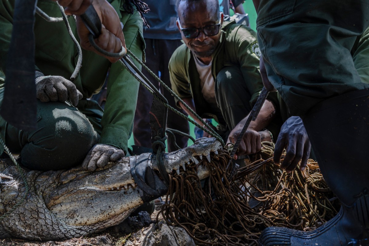 Agentes capturam crocodilos em lago que elevou 70% e aumentou número de ataques a moradores ribeirinhos - QTU Questões do Universo