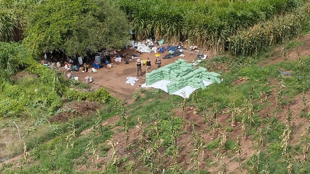 Tráfico adota novas técnicas de cultivo no 'polígono da maconha', e expansão da produção desafia PF