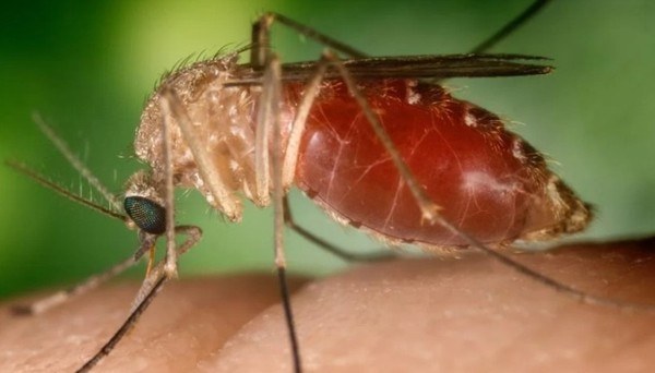Ministério da Saúde alerta para disseminação da febre oropouche pelo Brasil