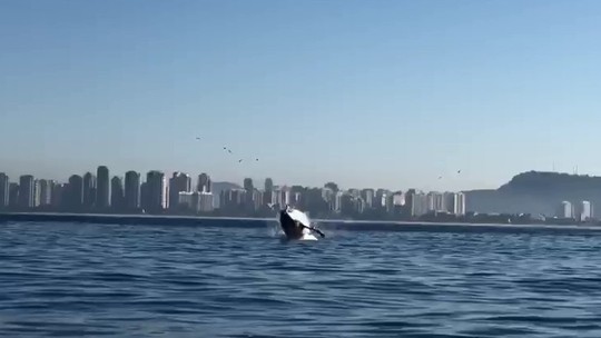 Baleia dá espetáculo no mar perto da  Praia da Barra da Tijuca