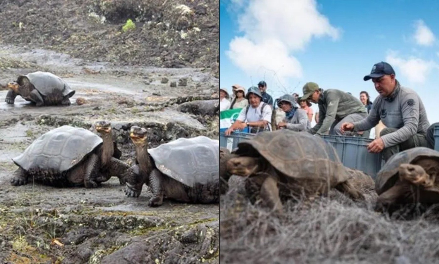'Tartarugas alienígenas' retornaram às Ilhas Galápagos após desaparecerem de região há mais de 100 anos - Foto