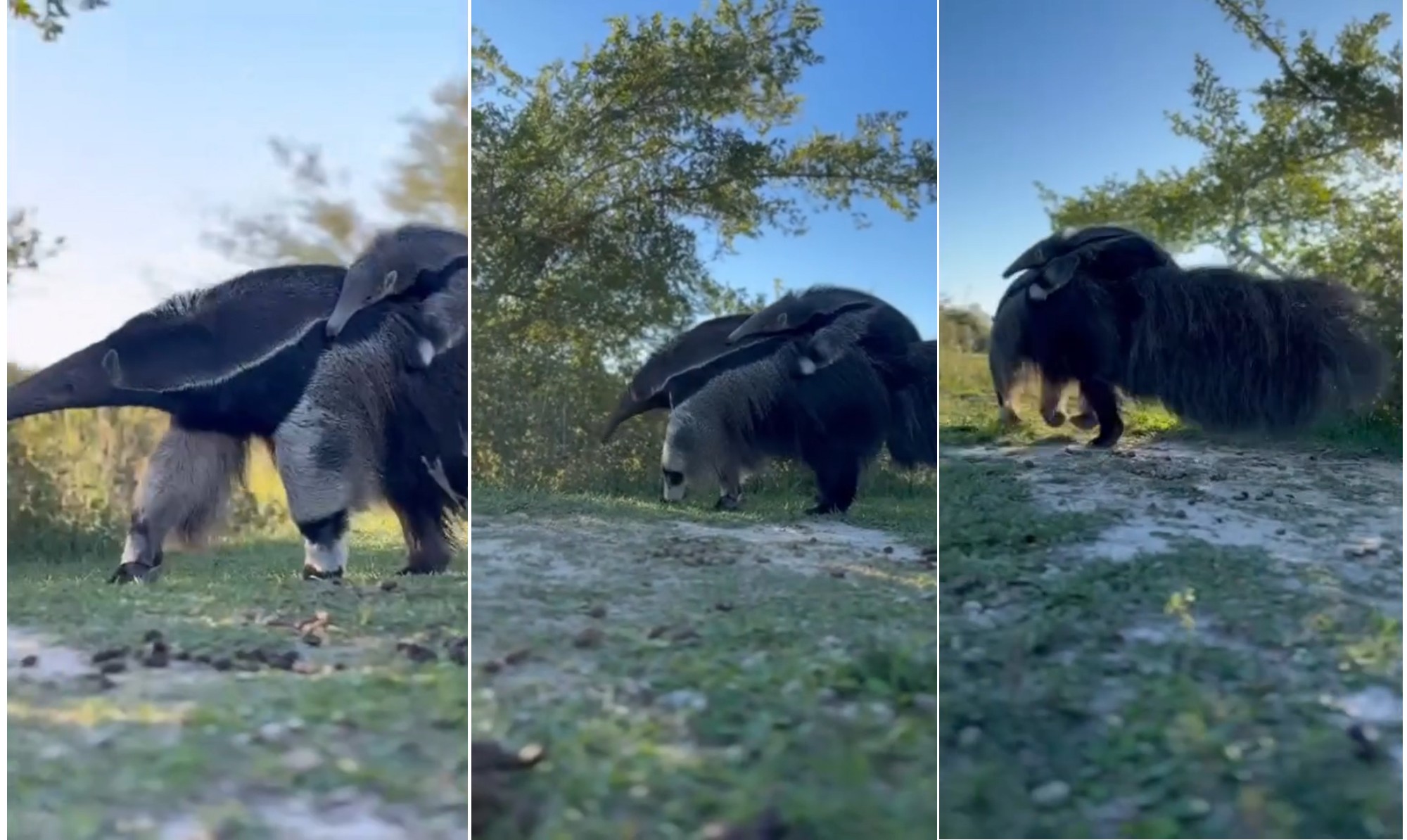Tamanduá é flagrado carregando filhote nas costas em parque na Argentina; veja vídeo