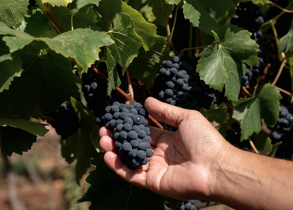Pinot Noir do vinhedo Quebrada Seca — Foto: Divulgação Concha y Toro