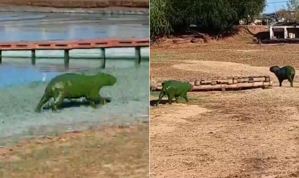 Capivaras verdes saem de rio na Argentina — Foto: Reprodução