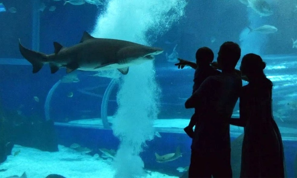 Família faz visita ao Aquario, na Praça Mauá, no Centro do Rio — Foto: Reprodução