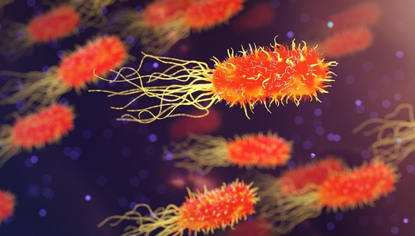 Saiba quais são as 15 bactérias consideradas ameaças à saúde humana pela OMS