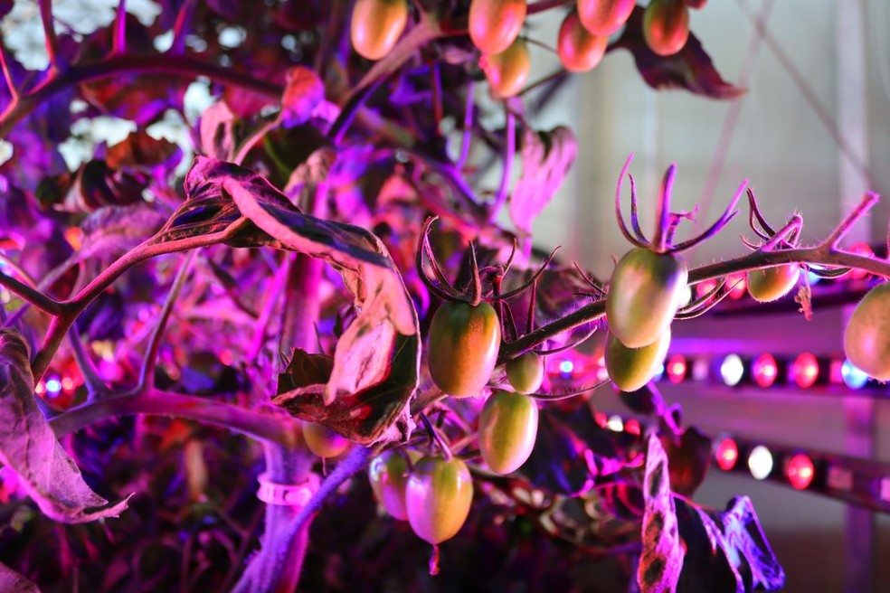 Tomate é usado como cobaia para desenvolver práticas na agricultura — Foto: Divulgação