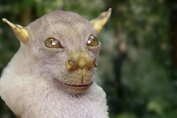 O Morcego de nariz tubular (Nyctimene albiventer), encontrado na Papua-Nova Guiné, ajuda a espalhar sementes e é essencial para a regeneração de florestas tropicais — Foto: Reprodução/Redes sociais