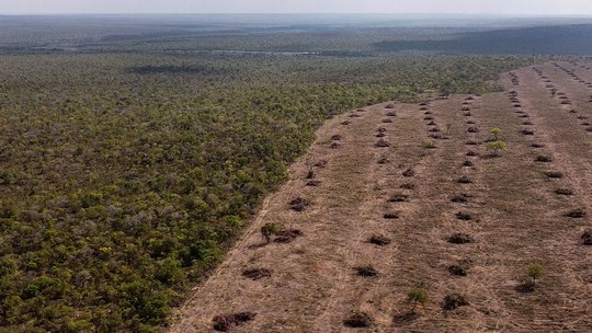 H&M e Zara são acusadas por ONG britânica de vínculos com desmatamento no Brasil