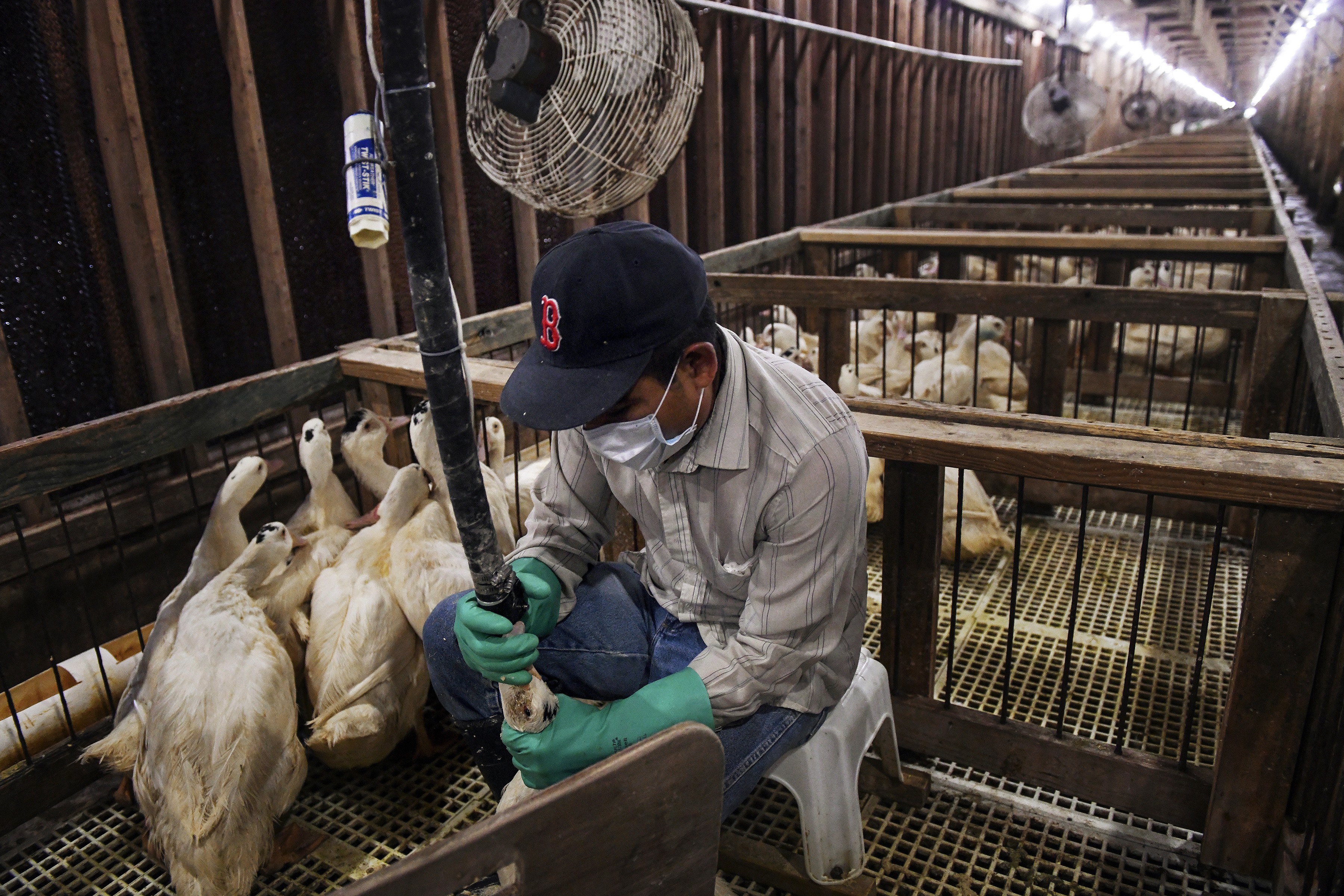 Foie gras: Lula sanciona lei e o Brasil torna-se o segundo país da América Latina a banir integralmente o produto