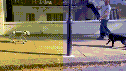 Viraram amigos? Cachorro viraliza ao 'encarar' cão robô com IA em rua de Londres; vídeo